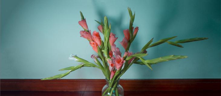 剑兰的养殖方法（菖蒲剑兰的养殖方法）