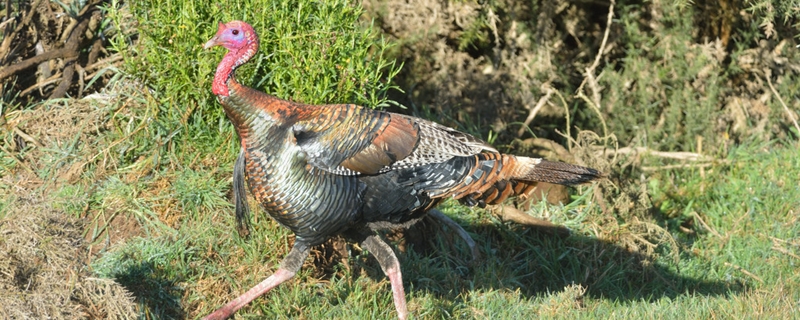 火鸡养殖方法（火鸡养殖）