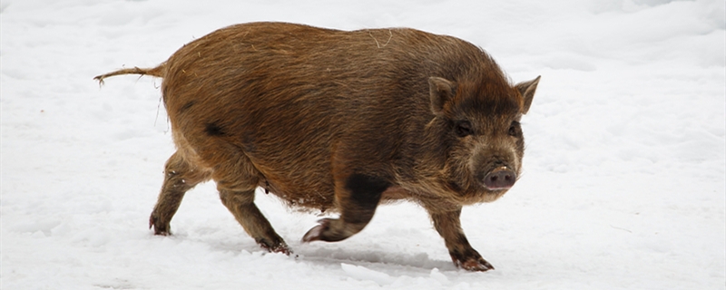 快速仔猪养殖方法（仔猪的饲养管理技术）