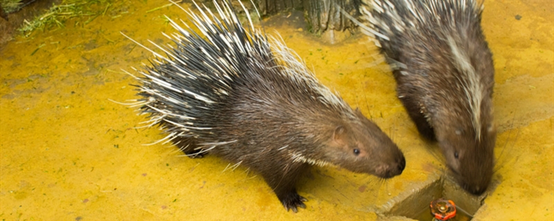 豪猪养殖方法 豪猪如何养殖