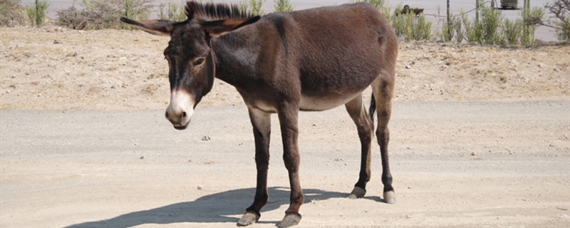 关中驴养殖方法(关中驴养殖视频)