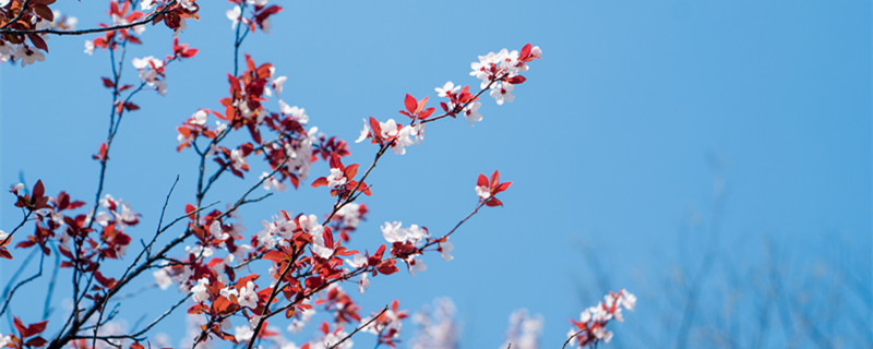 红叶李的果子可以吃吗 红叶李果实能吃吗?