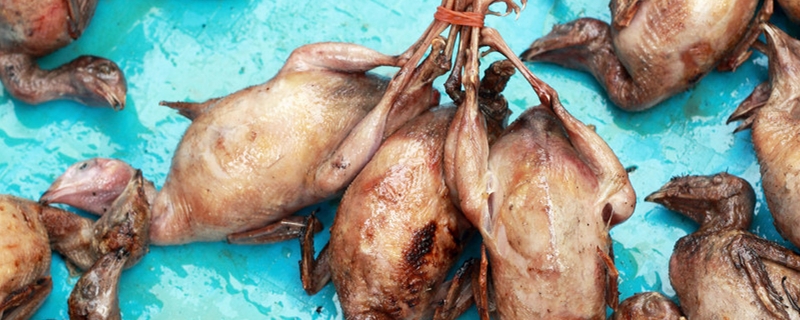 成年鹌鹑多少度冻死（鹌鹑在零下20度会被冻死吗）