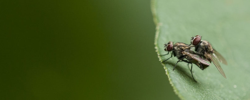 苍蝇能吃吗（油炸苍蝇能吃吗）