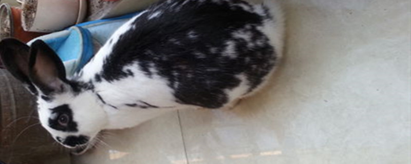 花巨兔能长多大 花巨兔能活多久