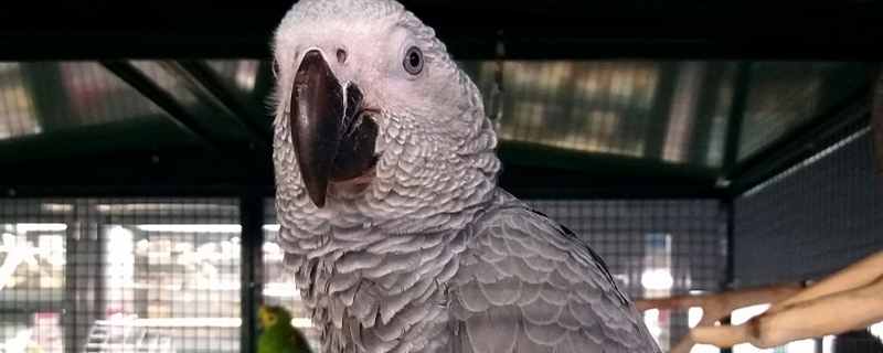 鹦鹉吃虫子吗（野生小太阳鹦鹉吃虫子吗）