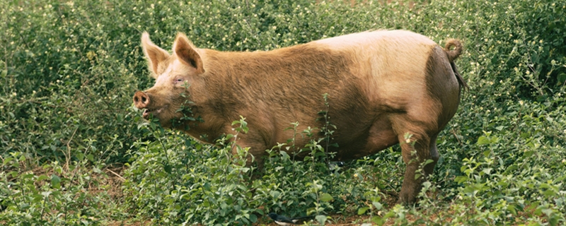 猪肉能喂给猪吃吗（喂猪不能吃猪肉）