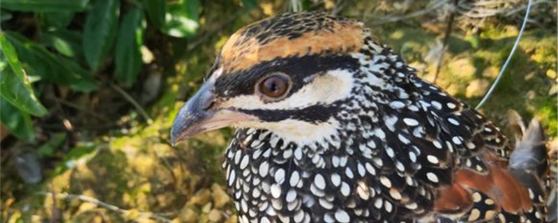 鹧鸪的象征意义 鹧鸪的象征意义编故事或顺口溜