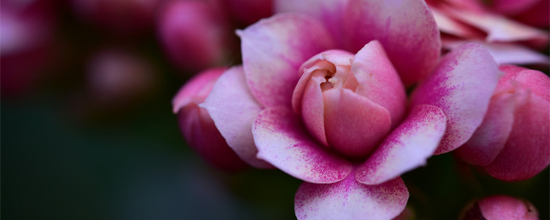 长寿花怎么剪枝（长寿花怎么剪枝移栽）