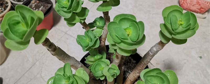 金钱木用什么土养好 金钱木用什么土壤养好