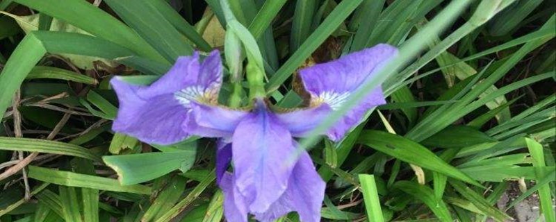 花菖蒲用什么土养好 栽培菖蒲用什么土好