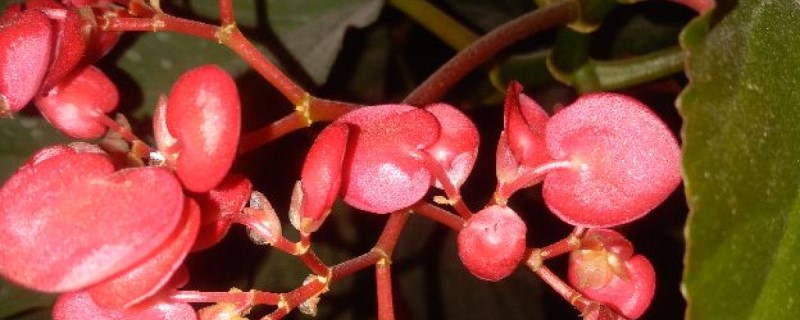 竹节海棠用什么土养好 竹节海棠怎么养最好