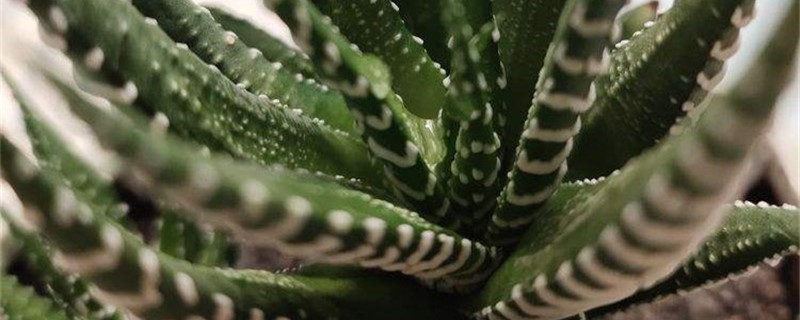 条纹十二卷用什么土养好 条纹十二卷配土