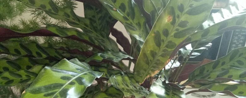 猫眼竹芋用什么土养好（猫眼竹芋用什么土壤）