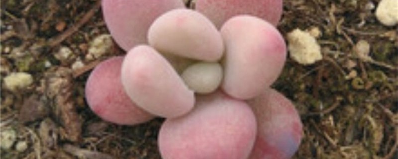 桃之卵用什么土养好（桃之卵怎么浇水）