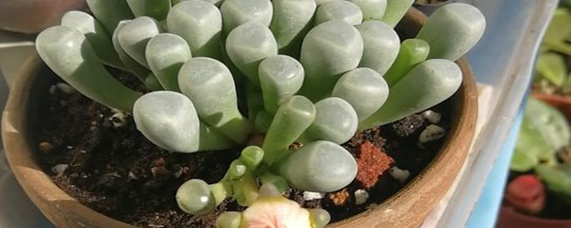 五十铃玉用什么土养好（五十铃玉怎么配土）