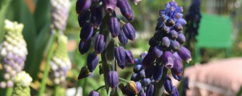 葡萄风信子用什么土养好（葡萄风信子怎么养）