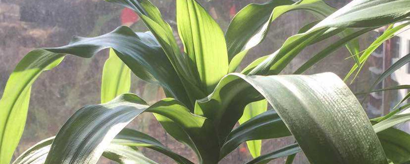 巴西铁用什么土养好（巴西铁的养殖方法和注意事项有哪些）