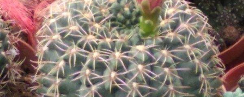 绯花玉用什么土养好（绯花玉的土怎么配置）