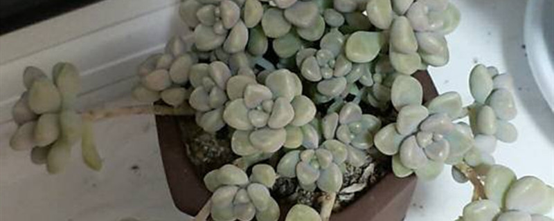 姬秋丽用什么土养好 叶姬秋丽怎么养