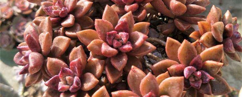 姬胧月用什么土养好（姬胧月的养殖方法）