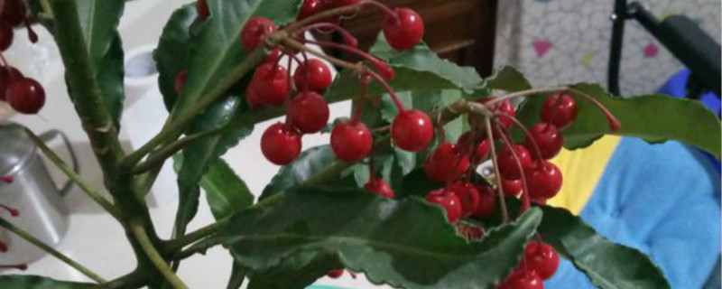 朱砂根用什么土养好 朱砂根怎样养