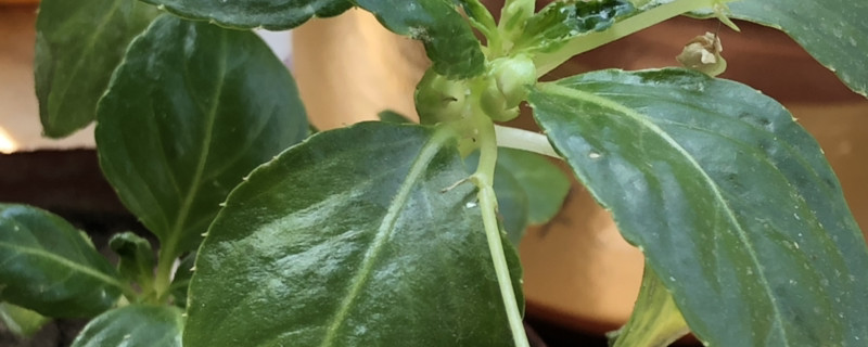 玻璃翠用什么土养好 玻璃翠花适合养在哪里