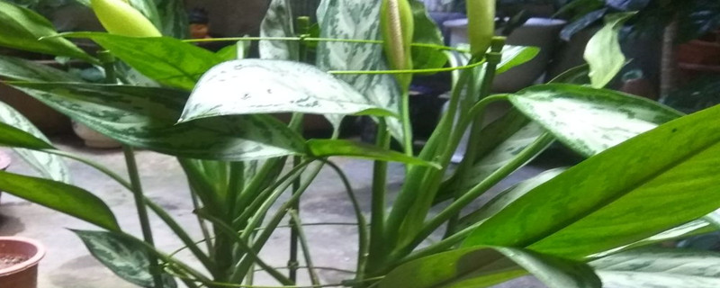 银皇后用什么土养好 银皇后植物怎么养