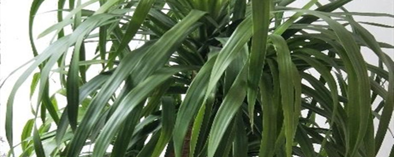 龙须兰用什么土养好 龙须兰适合什么花盆