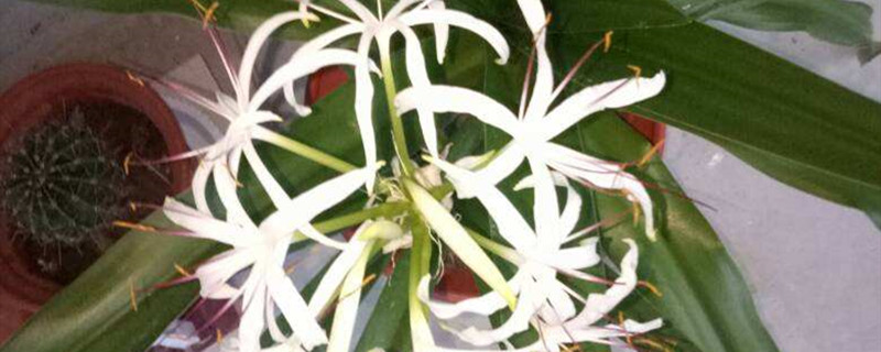 文殊兰用什么土养好（文殊兰用什么土栽种好）