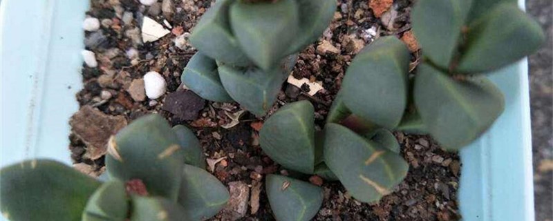 鹿角海棠用什么土养好（鹿角海棠用什么盆）