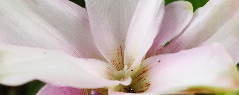 姜荷花用什么土养好（姜荷花适合什么土壤）