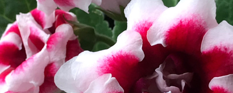 大岩桐用什么土养好（大岩桐用什么土栽最好）