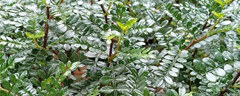 胡椒木用什么土养好（胡椒木可以用沙土养吗）