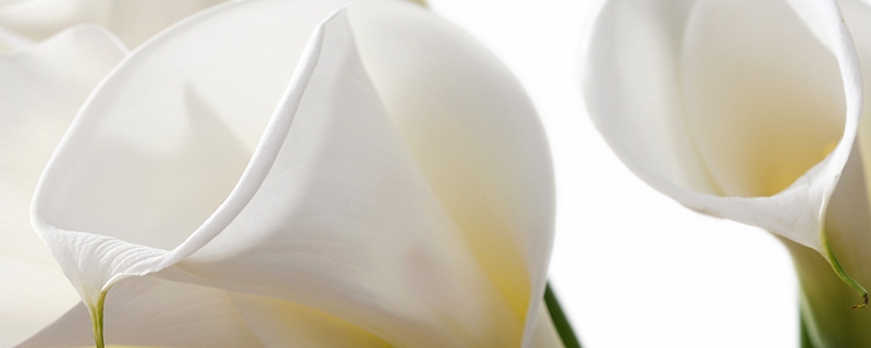 马蹄莲用什么土养好 马蹄莲用什么土养最好