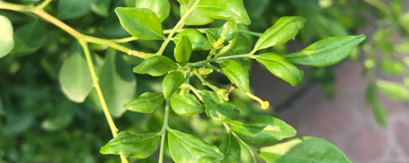 九里香用什么土养好（种植九里香用什么土好）