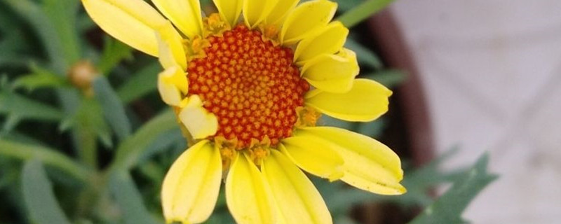 玛格丽特用什么土养好(玛格丽特可以用营养土吗)