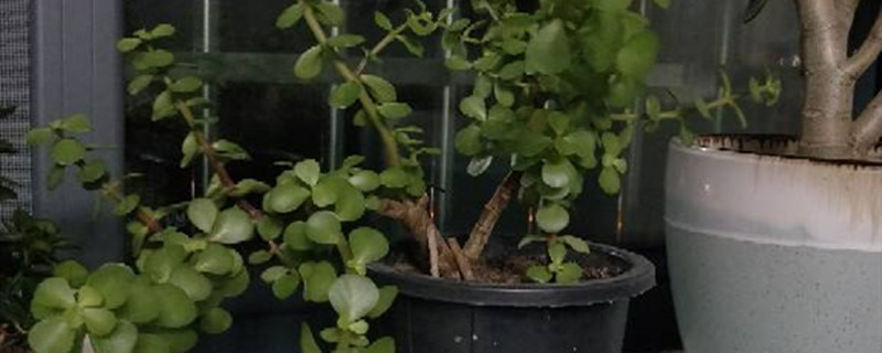 金枝玉叶用什么土养好(金枝玉叶适合什么土)