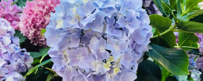 绣球花用什么土养好（绣球花的种植用什么土）