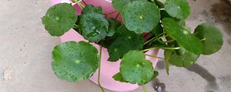 铜钱草用什么土养好（铜钱草的养殖用什么土）
