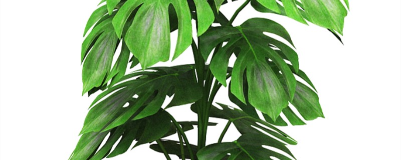 龟背竹用什么土养好(龟背竹适合用什么土)