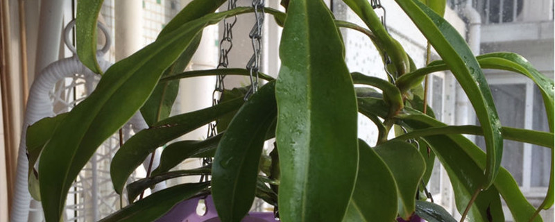 猪笼草用什么土养好 猪笼草盆栽怎么养