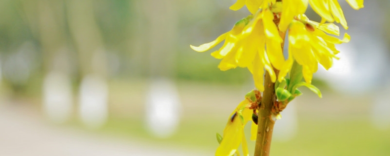 迎春花用什么土养好（迎春花盆景用什么土养最好）