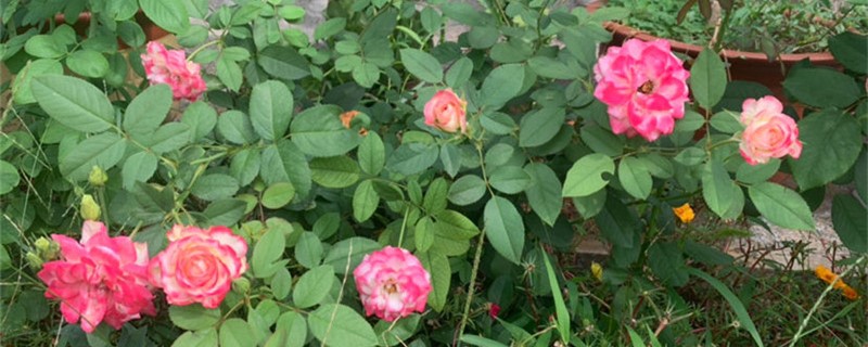 月季用什么土养好（月季适合用什么土）