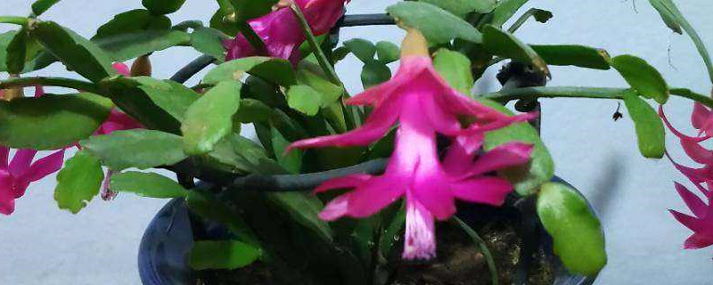 蟹爪兰用什么土养好（蟹爪兰用什么土养最好）