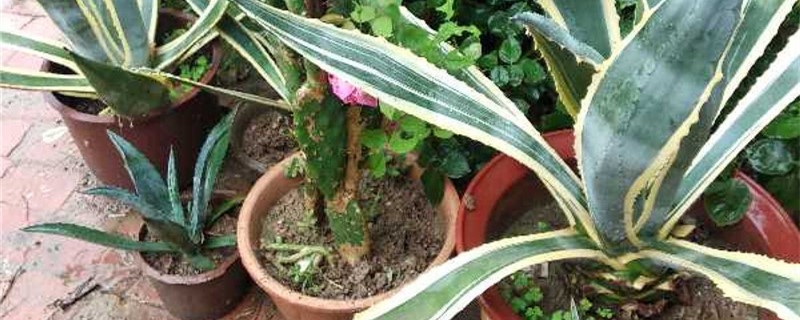 龙舌兰用什么土养好（龙舌兰用什么土最好）