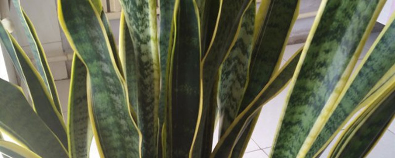 虎皮兰用什么土养好 虎皮兰用啥土养