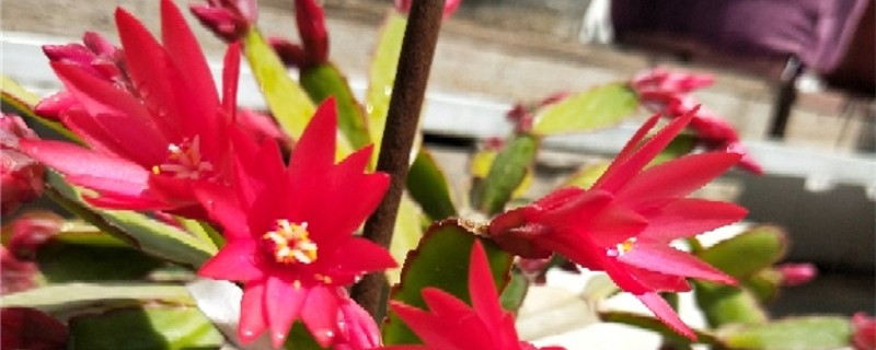 昙花用什么土养好(昙花盆栽用什么土)