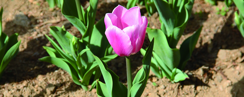 郁金香用什么土养好(郁金香用什么土种好)