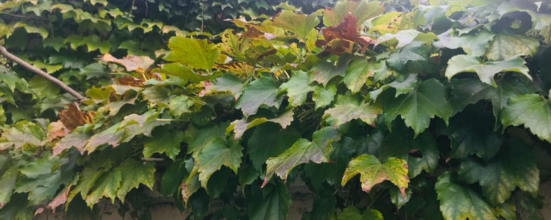 爬山虎用什么土养好 营养土可以种爬山虎吗